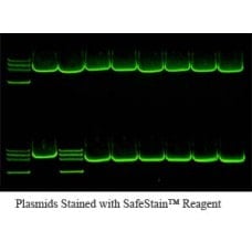SafeStain 2x PCR Master Mix