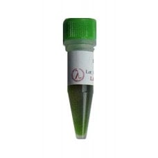 HotStart PCR 2x Master Mix in Green