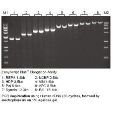 EasyScript Plus™ Reverse Transcriptase