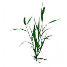 DIRECT-PCR KIT: For Plants, 1000 rxn