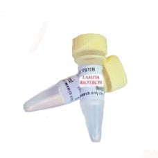 Taq Plus 2x Master Mix