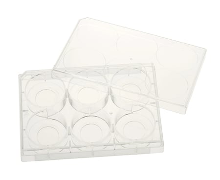 CELLTREAT - 6 Well Glass Bottom Tissue Culture Plate, 20mm Glass, Sterile - 229107