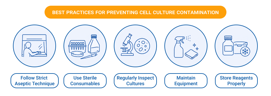 Best Practices for Preventing Cell Culture Contamination