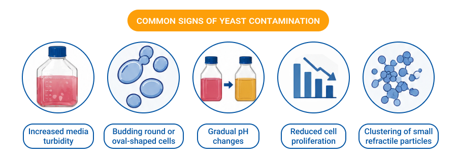 Common Signs of   Yeast Contamination