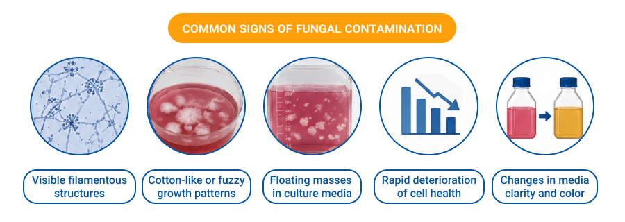 Common Signs of  Fungal Contamination
