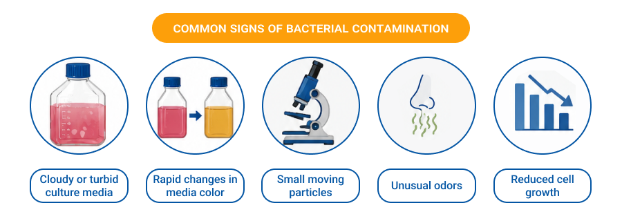 Common Signs of Bacterial Contamination