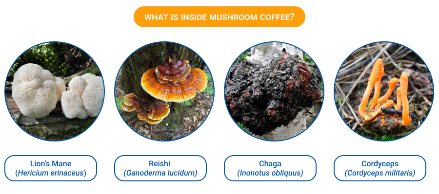 Graphic titled “What Is Inside Mushroom Coffee?” showing four medicinal mushrooms: Lion’s Mane (Hericium erinaceus), Reishi (Ganoderma lucidum), Chaga (Inonotus obliquus), and Cordyceps (Cordyceps militaris), each displayed in circular images with labeled captions.