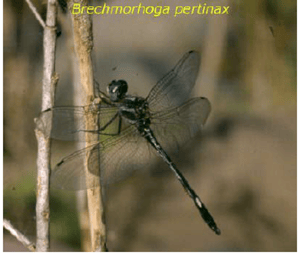 Brechmorhaga pertinax