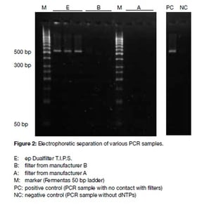 Figure 2. Electrophoretic seperation of various PCR samples.