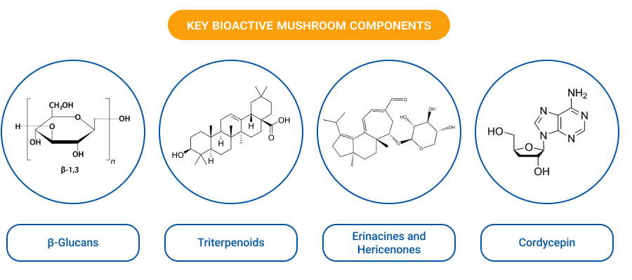 Key Bioactive mushroom Components-1