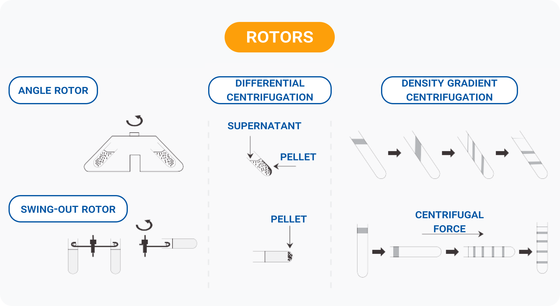 Diagram of centrifuge rotors and methods: angle (fixed-angle) rotor and swing-out rotor designs, differential centrifugation showing supernatant and pellet formation, and density gradient centrifugation separating layers by centrifugal force.