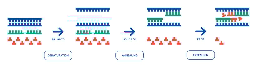 Illustration of the three main steps in PCR: Denaturation at 94–98 °C separating DNA strands, Annealing at 50–65 °C allowing primers to bind, and Extension at 72 °C where DNA polymerase synthesizes new strands, with icons representing DNA, primers, and nucleotides.