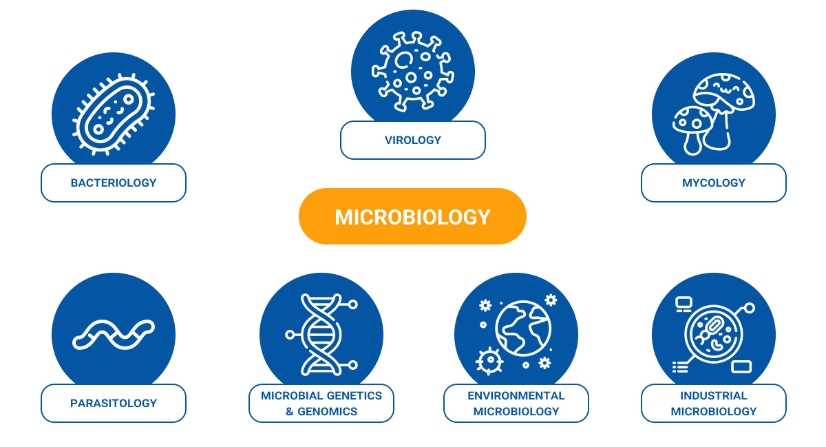 Infographic illustrating seven branches of microbiology. At the center is the word "MICROBIOLOGY" in an orange oval. Surrounding it are blue circular icons representing: Bacteriology (bacteria icon), Virology (virus icon), Mycology (mushrooms), Parasitology (worm-like organism), Microbial Genetics & Genomics (DNA strand), Environmental Microbiology (Earth with microbes), and Industrial Microbiology (petri dish with magnifier). Each branch is labeled beneath its icon.