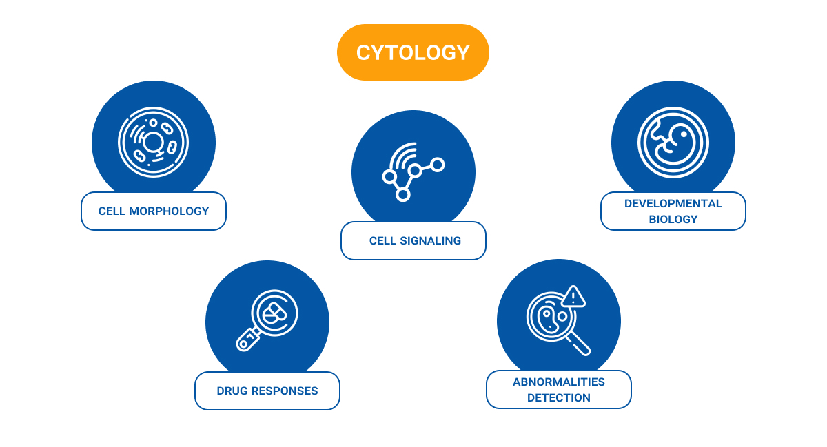 Infographic titled "Cytology" showing five main areas of study: Cell Morphology, Cell Signaling, Developmental Biology, Drug Responses, and Abnormalities Detection. Each topic is represented with a circular blue icon and white illustrations symbolizing its function.