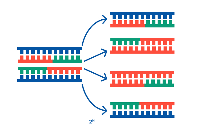 Diagram showing exponential amplification in PCR, where double-stranded DNA is copied into multiple identical strands, illustrating the 2ⁿ growth pattern of DNA molecules with each cycle.