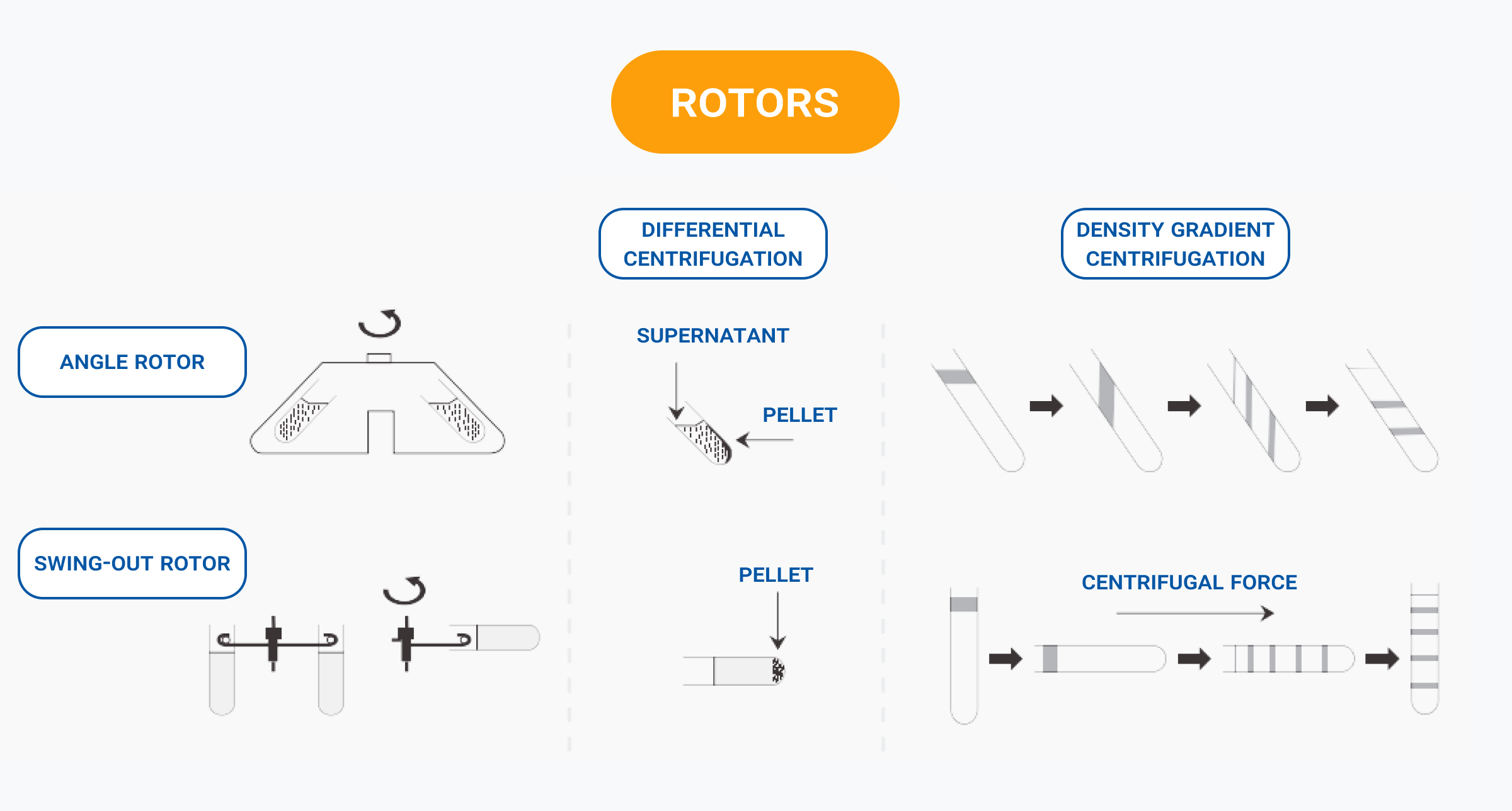 Infographic 'Rotors' showing types of centrifuge rotors. Left: angle rotor and swing-out rotor diagrams. Middle: differential centrifugation with tube illustrations separating supernatant and pellet. Right: density gradient centrifugation showing layered separation under centrifugal force.