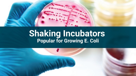 Shaking-Incubators_Ecoli
