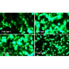 Lamda Bio Transfection Reagent for Suspension Cells: SusFexin