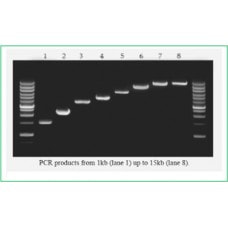 Lamda Bio High Fidelity Long PCR 2X Master Mix